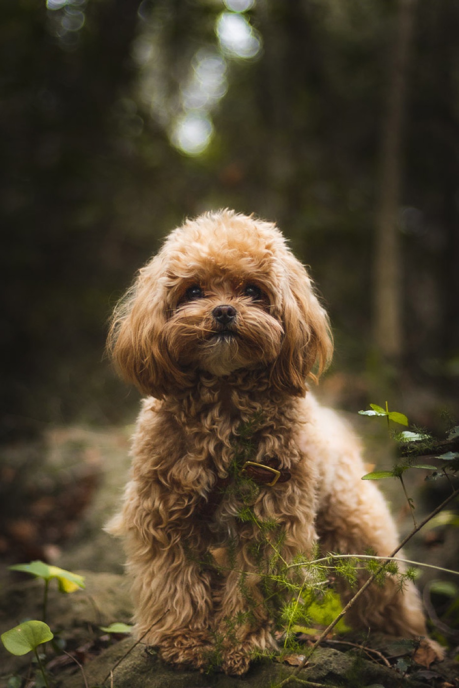 Petit chien photographié dans les sous-bois