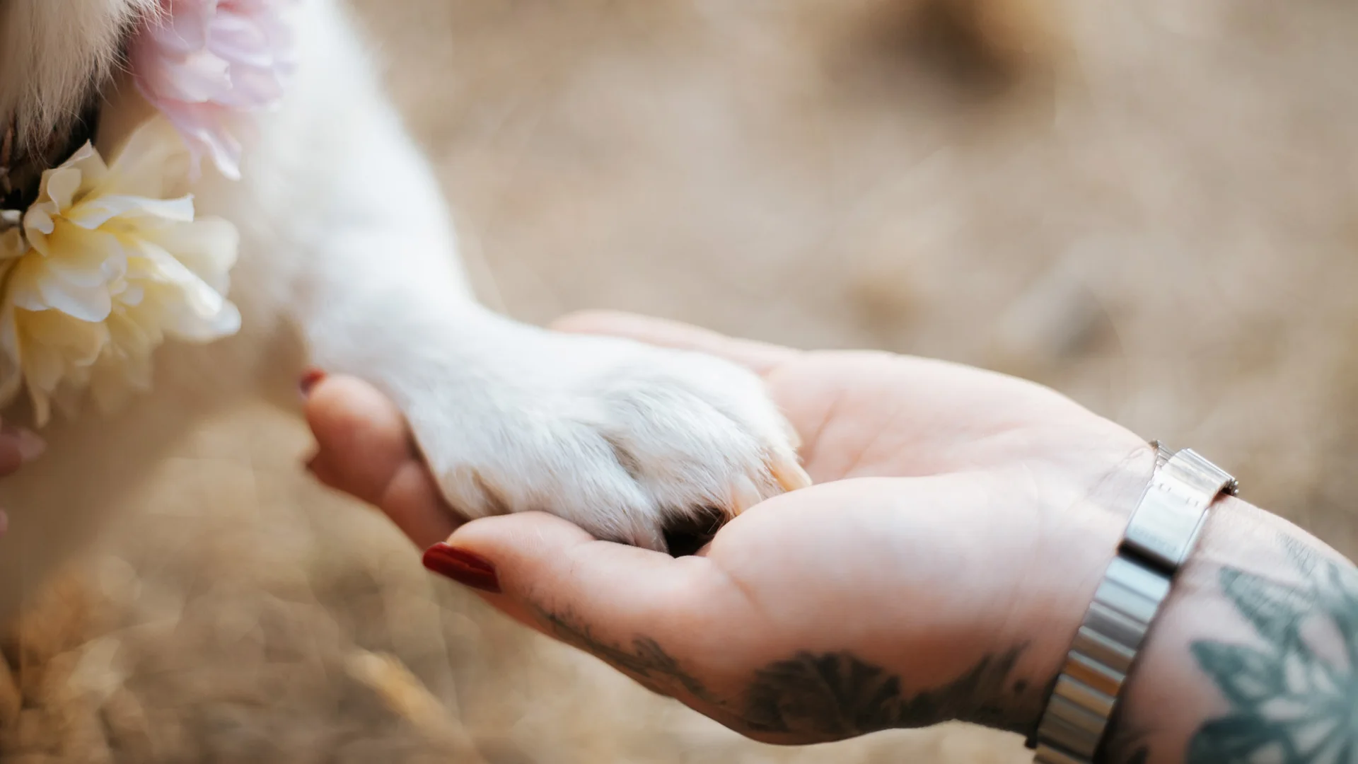 Patte d’un chien posée dans la main de son humaine