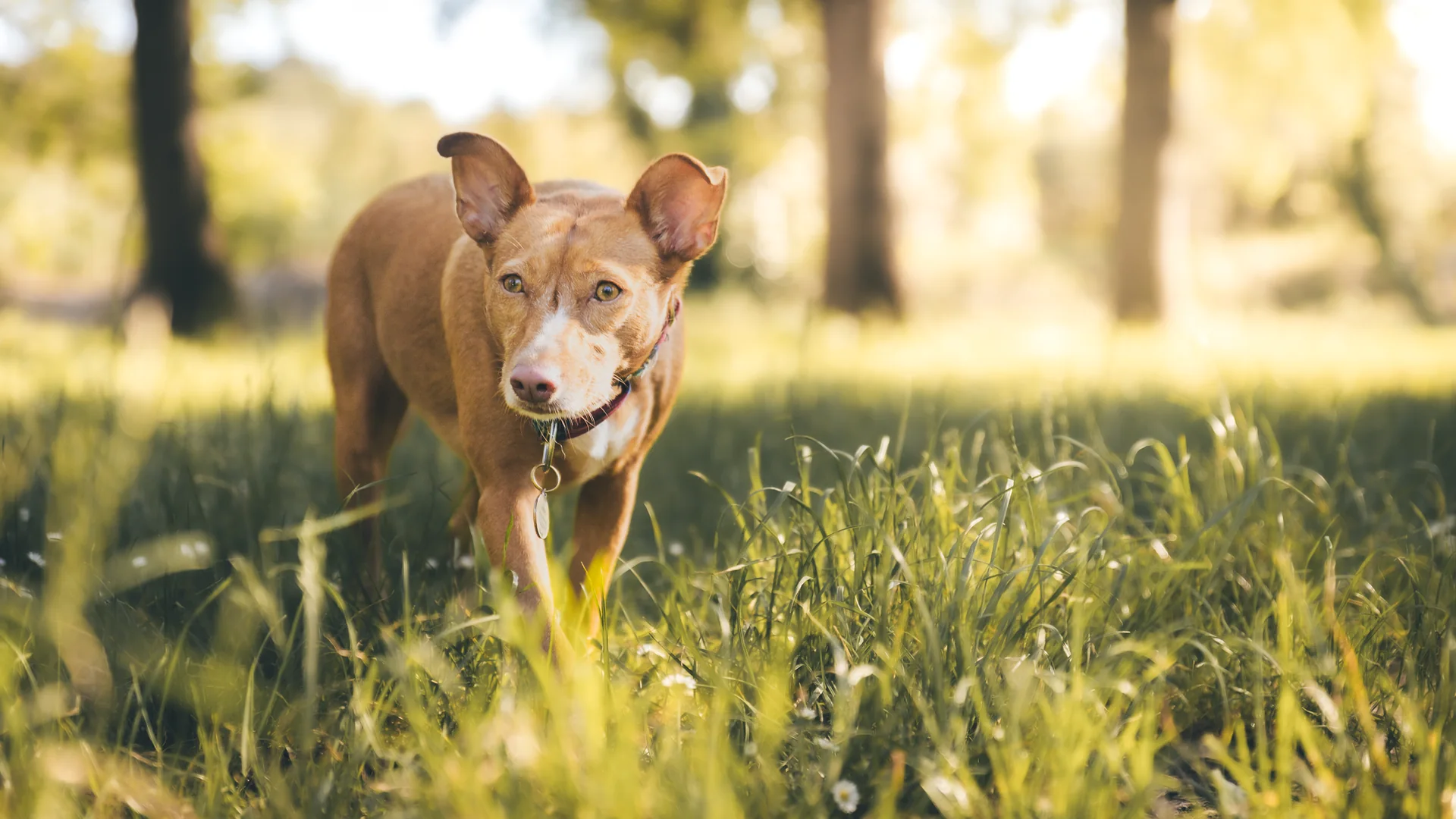 Chien profitant d’une promenade dans la lumière dorée