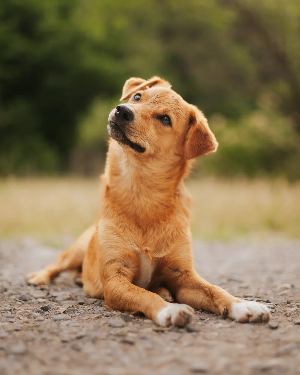 Jeune chien photographié dans un paysage naturel