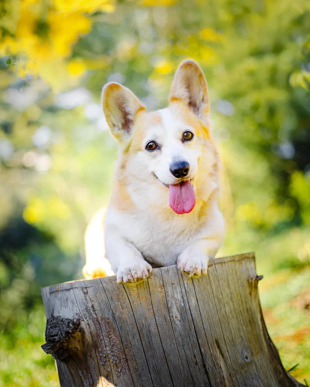 Corgi joyeux photographié dans un décor végétal