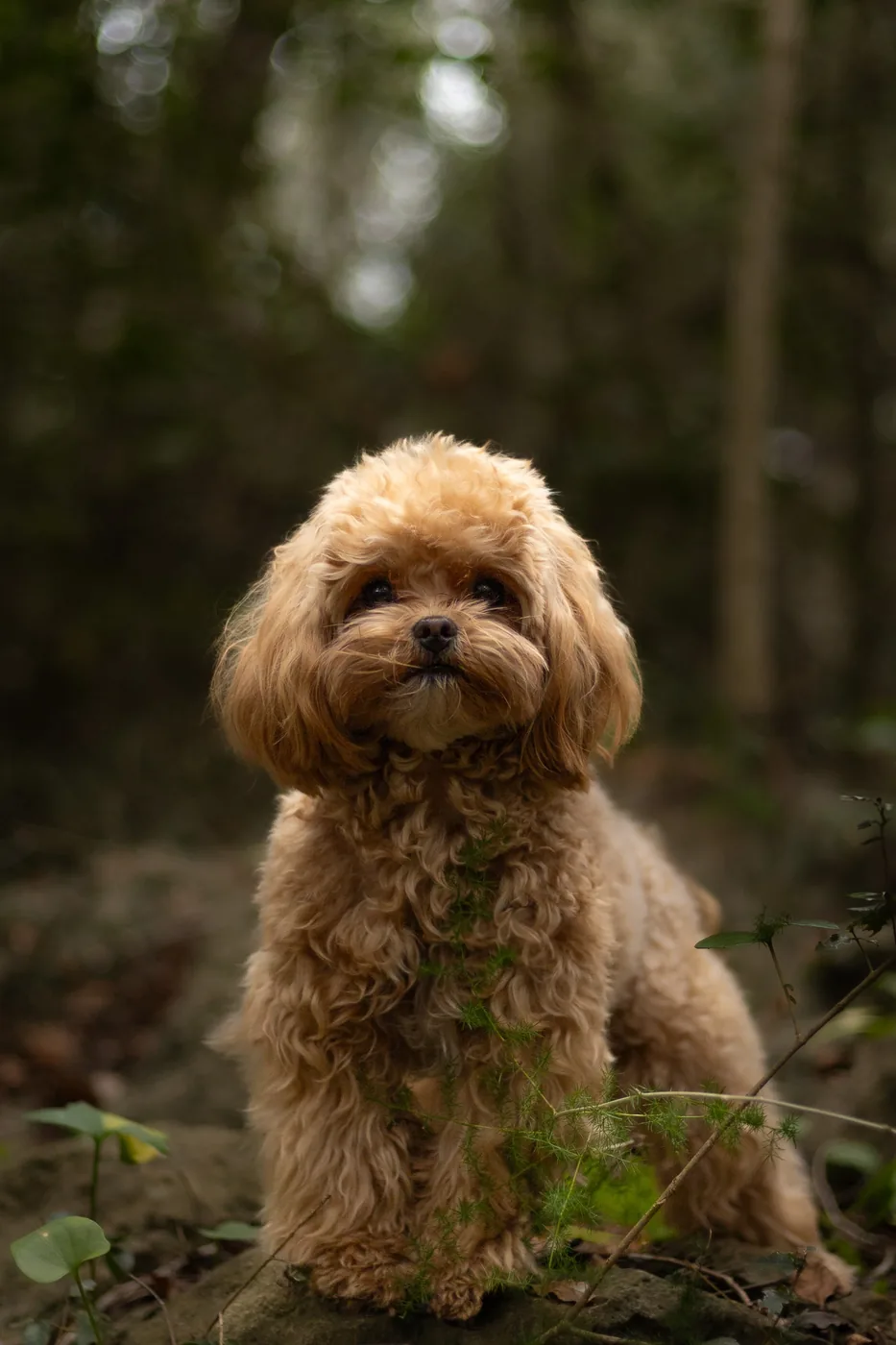 Portrait d’un petit chien dans les sous-bois