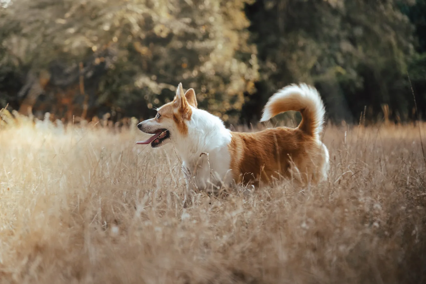 Chien roux dans les hautes herbes