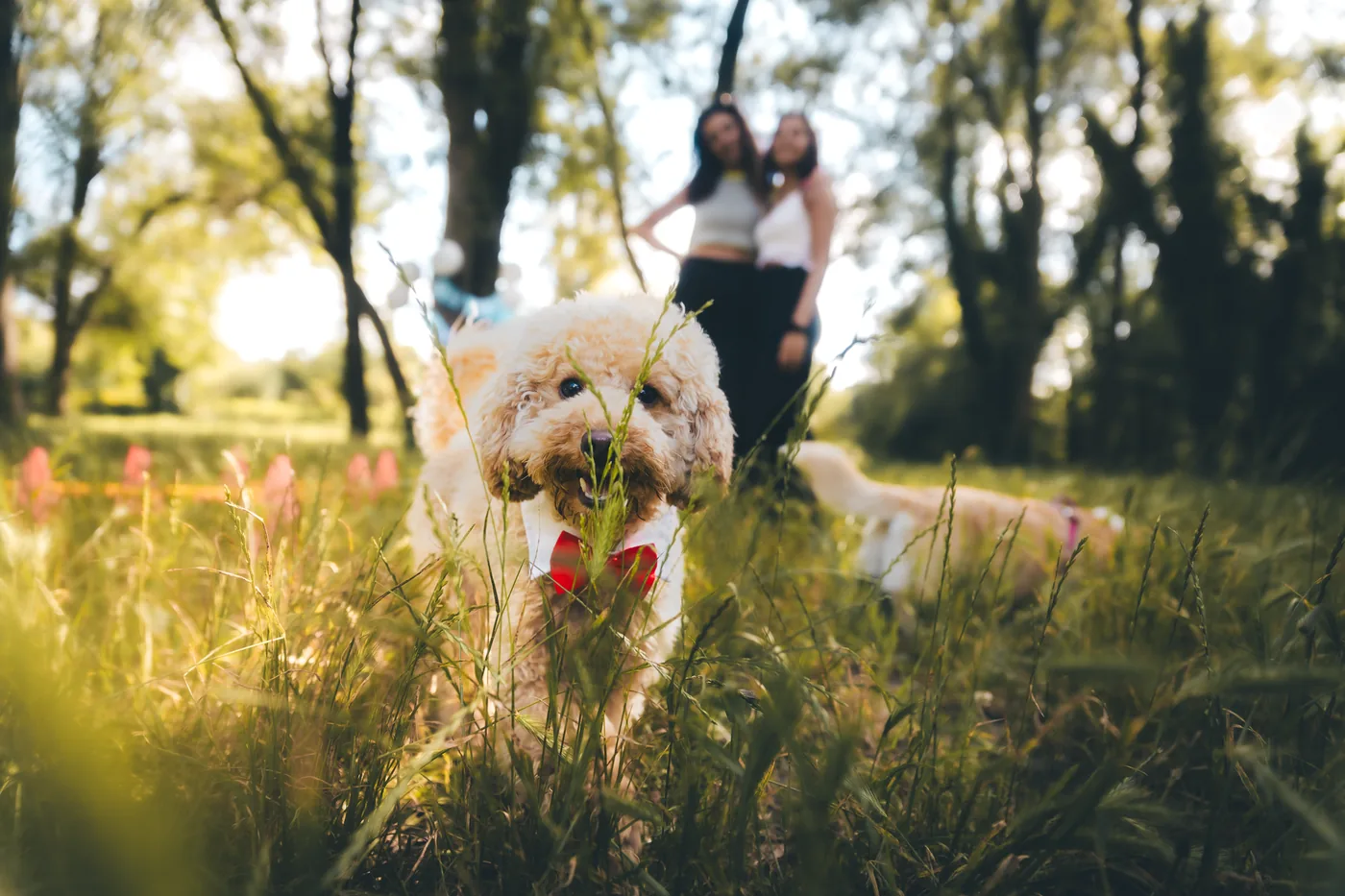 Chien avec un nœud rouge pendant une séance en extérieur