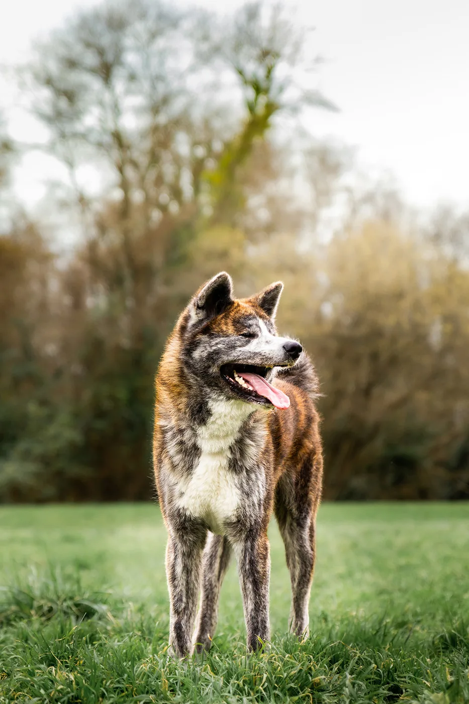 Akita photographié dans un parc