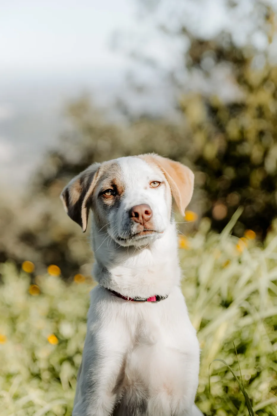 Portrait d’un jeune chien blanc au soleil