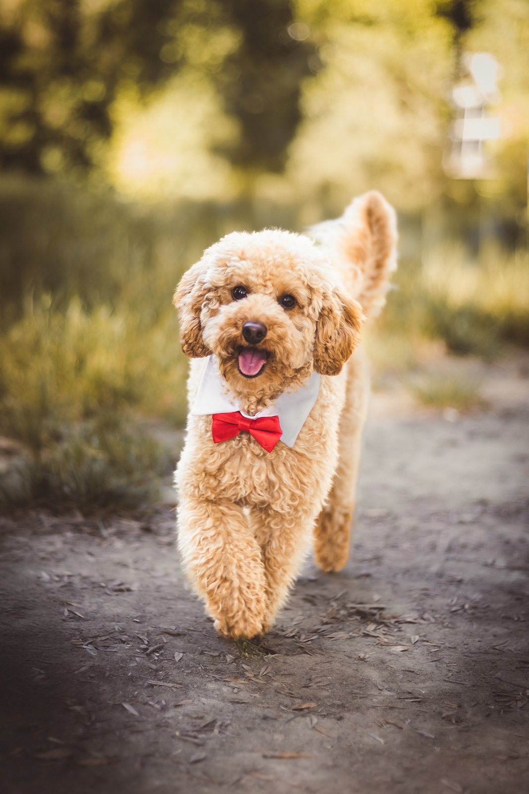 Chien joyeux avec un nœud rouge courant pendant sa séance photo
