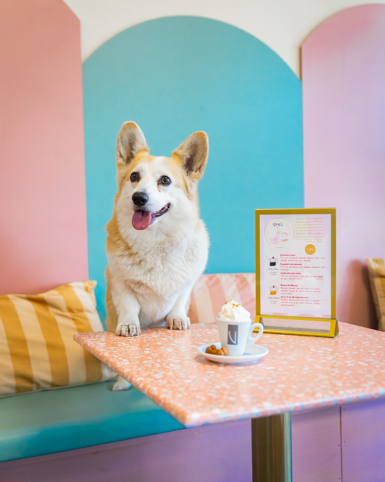 Corgi photographié dans un café coloré