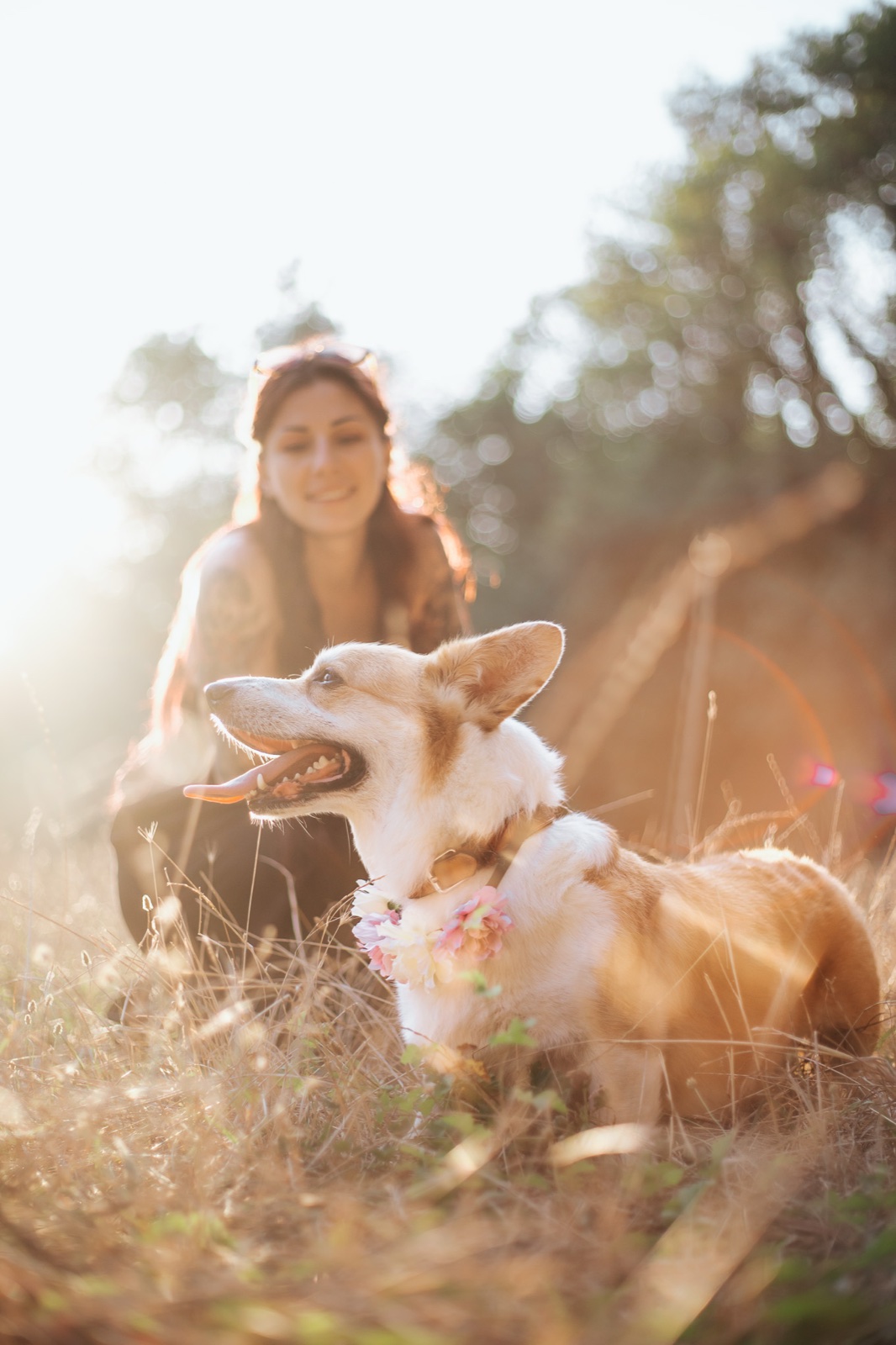 Corgi et son humaine dans une lumière dorée