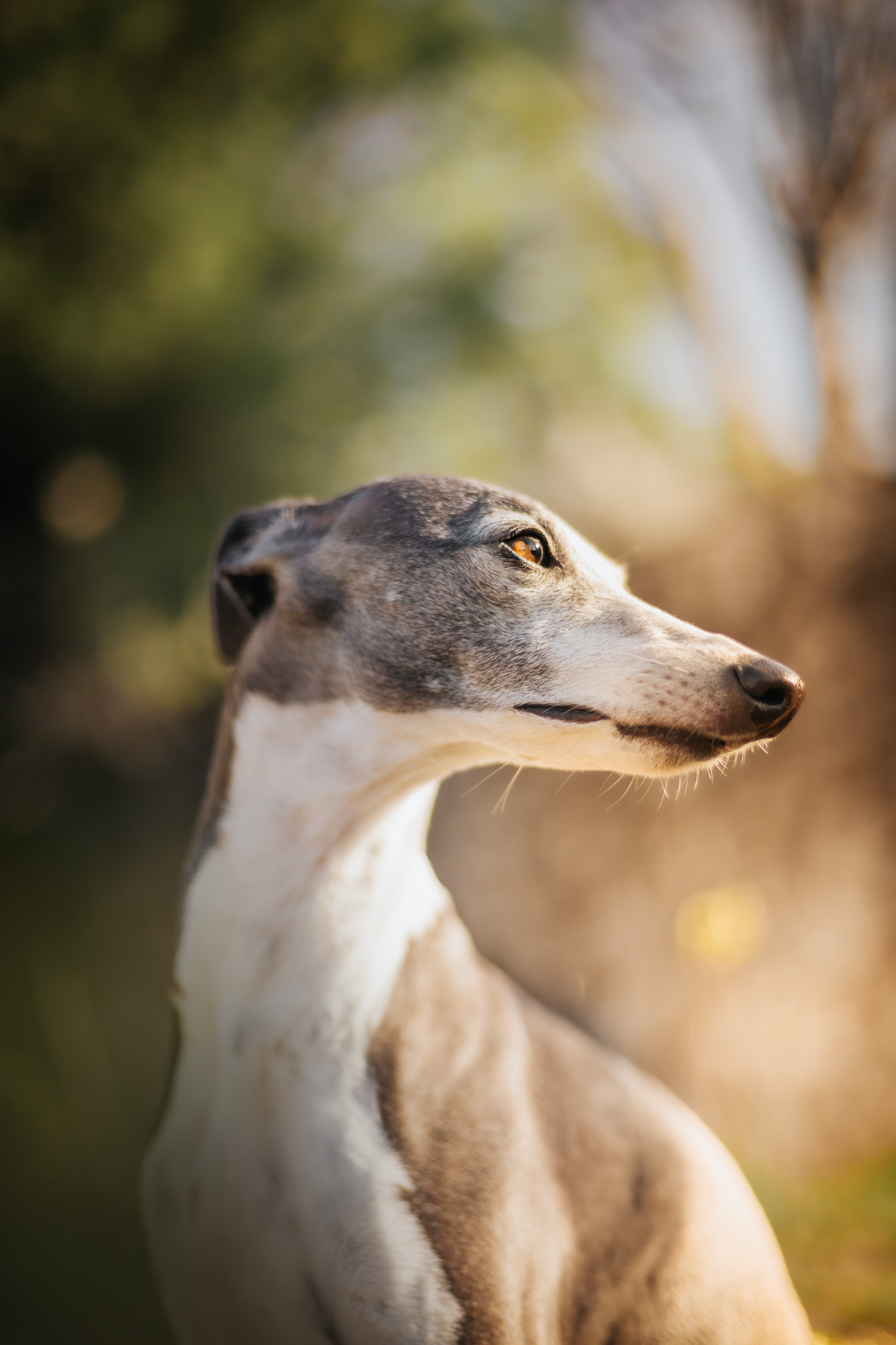 Portrait de chien en lumière dorée