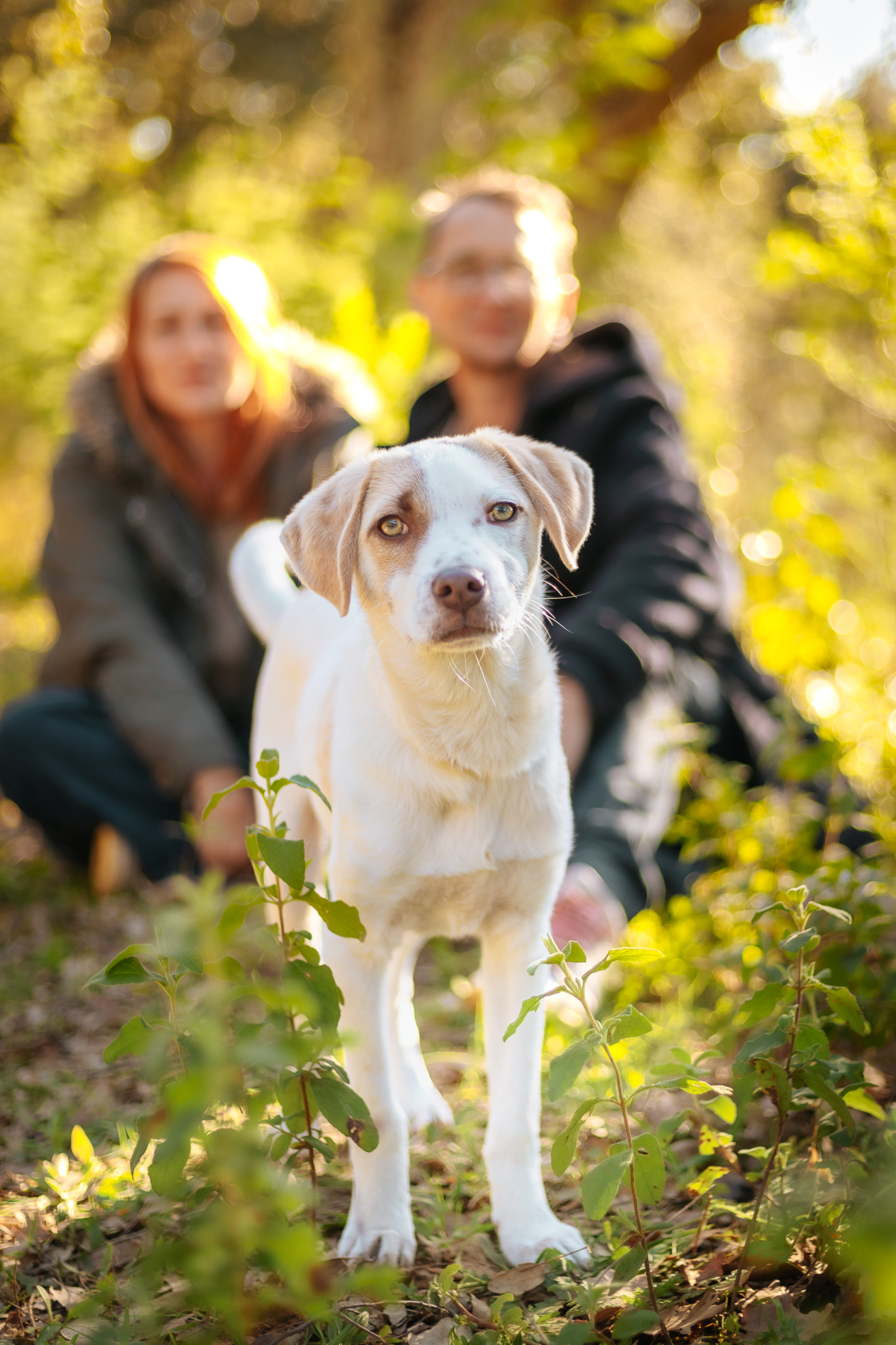 Chien avec ses humains en lumière dorée