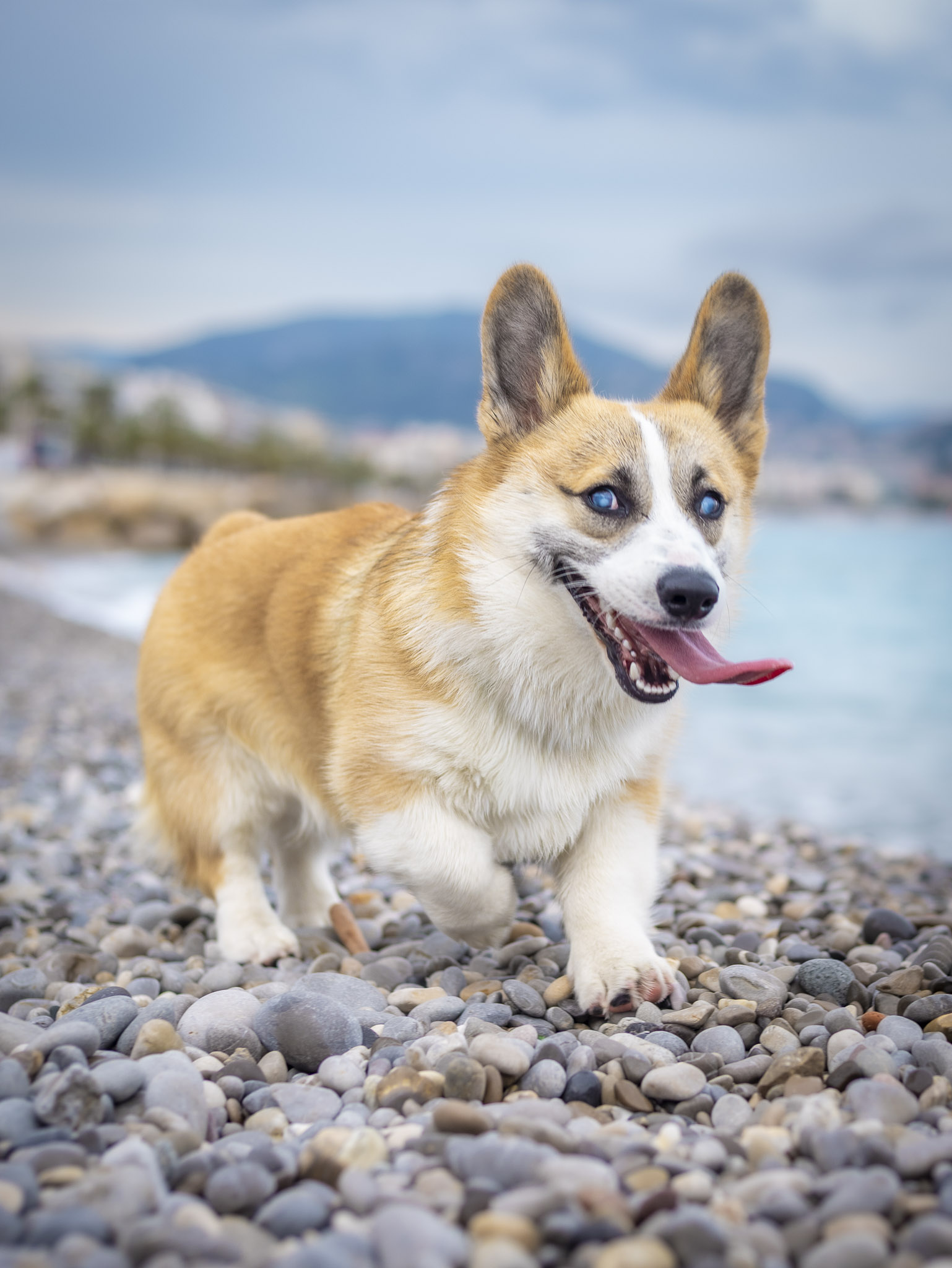 Corgi sur la plage
