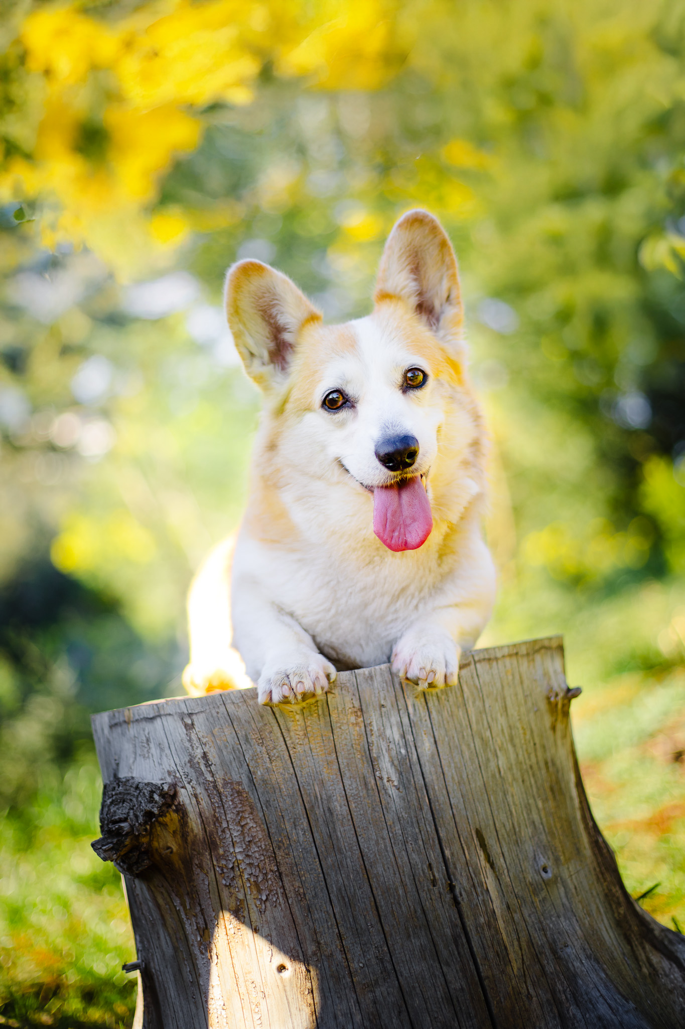 Chien photographié dans une lumière douce