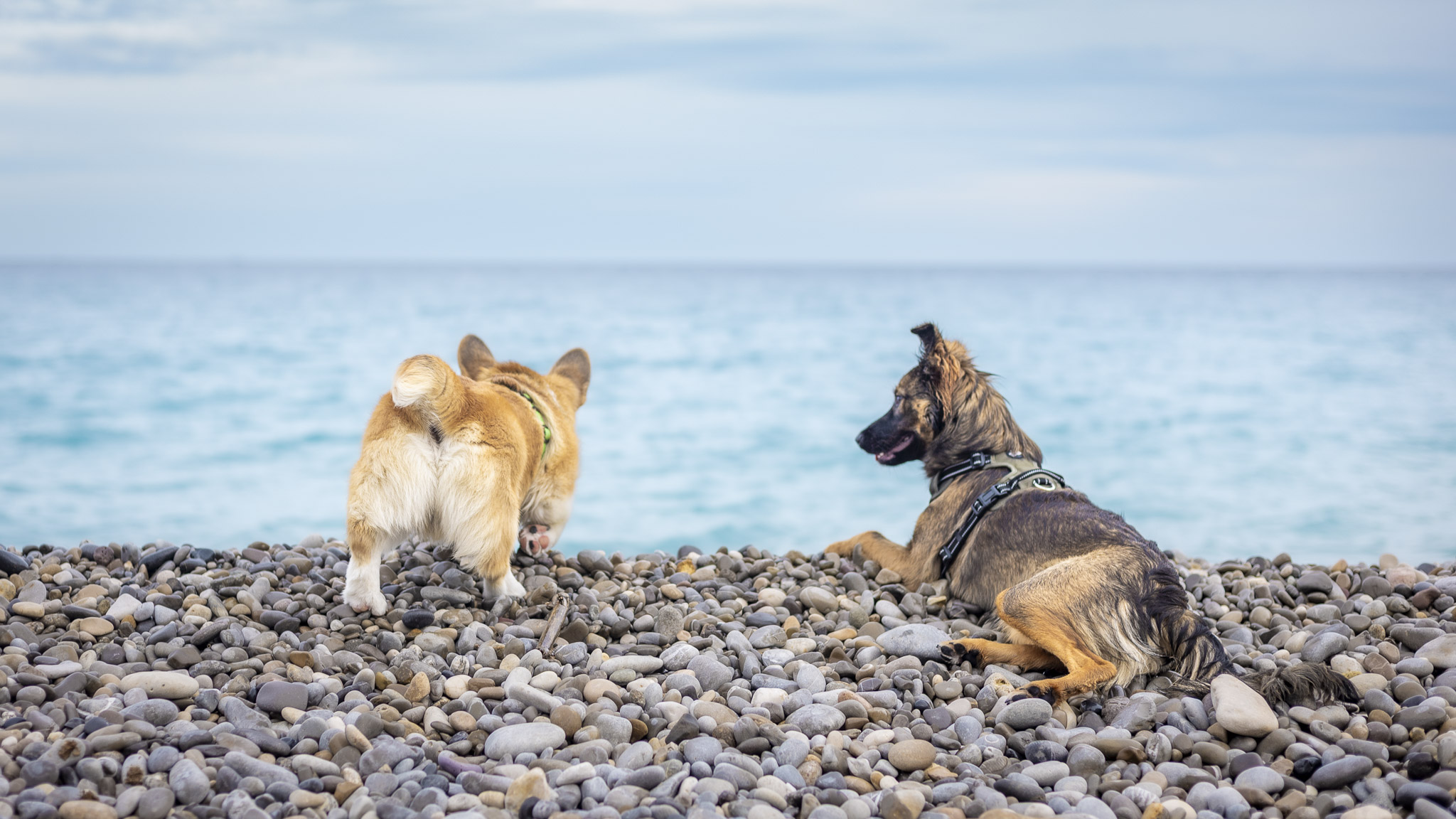 Deux chiens sur une plage de galets