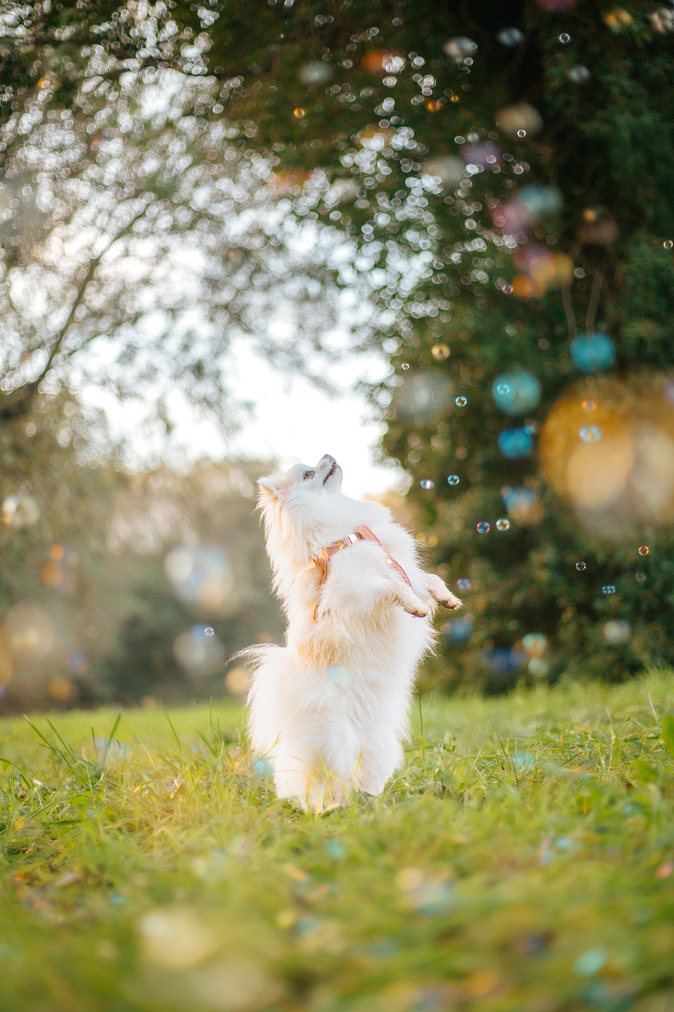 Chien blanc jouant avec des bulles
