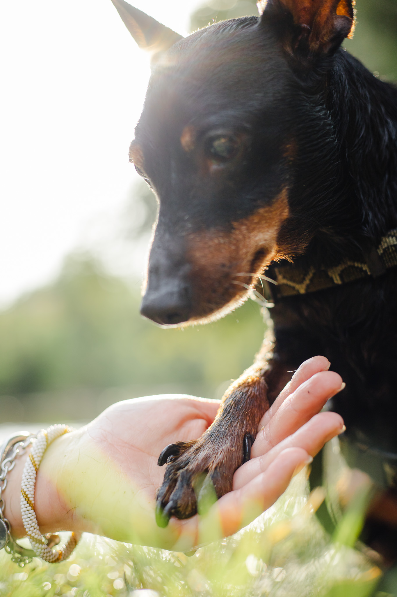 Chien senior photographié en extérieur