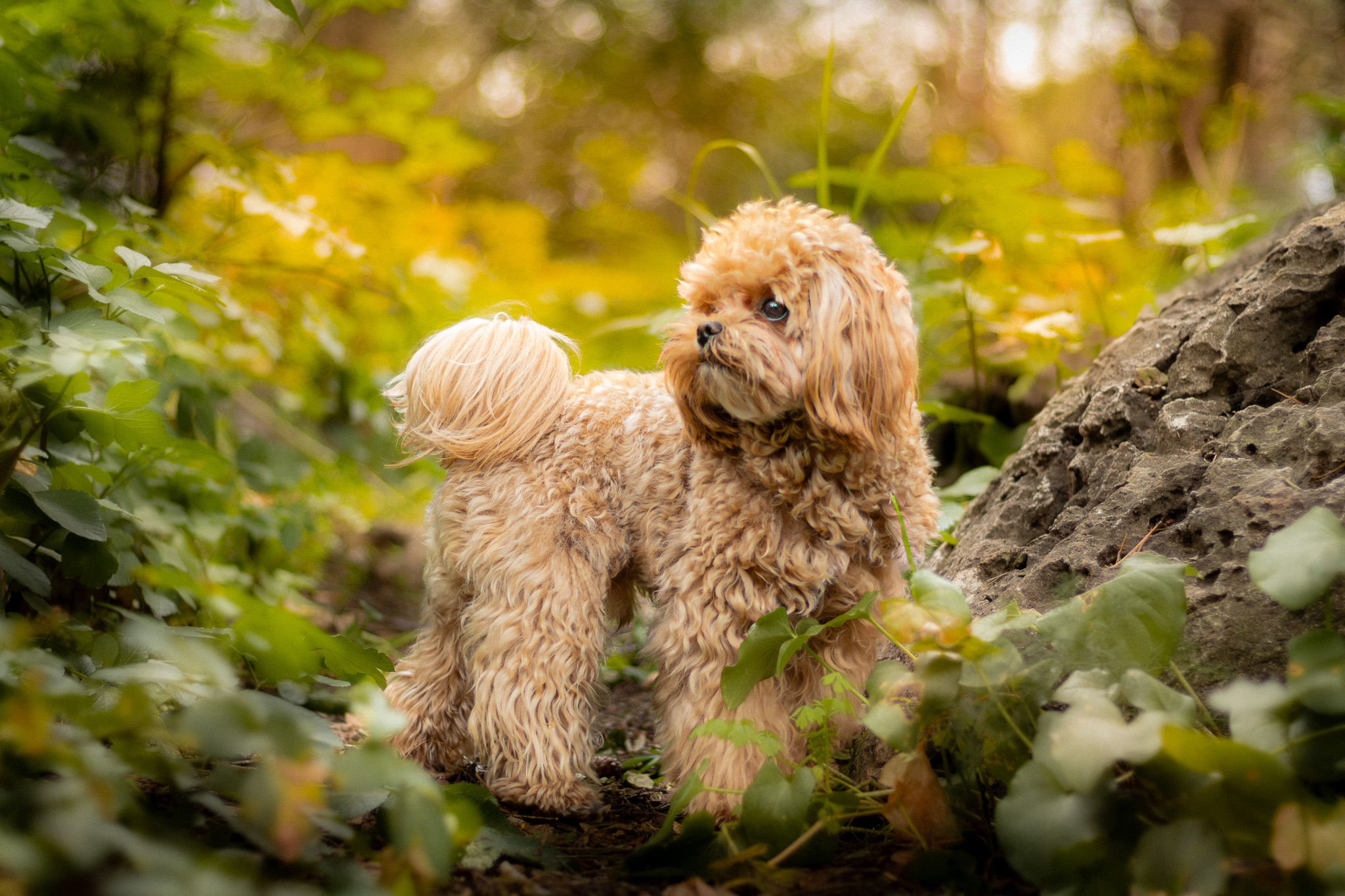 Chien photographié dans un décor naturel