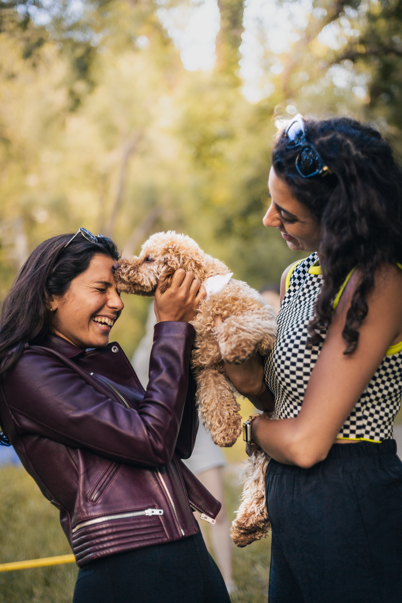 Chien dans les bras de deux personnes