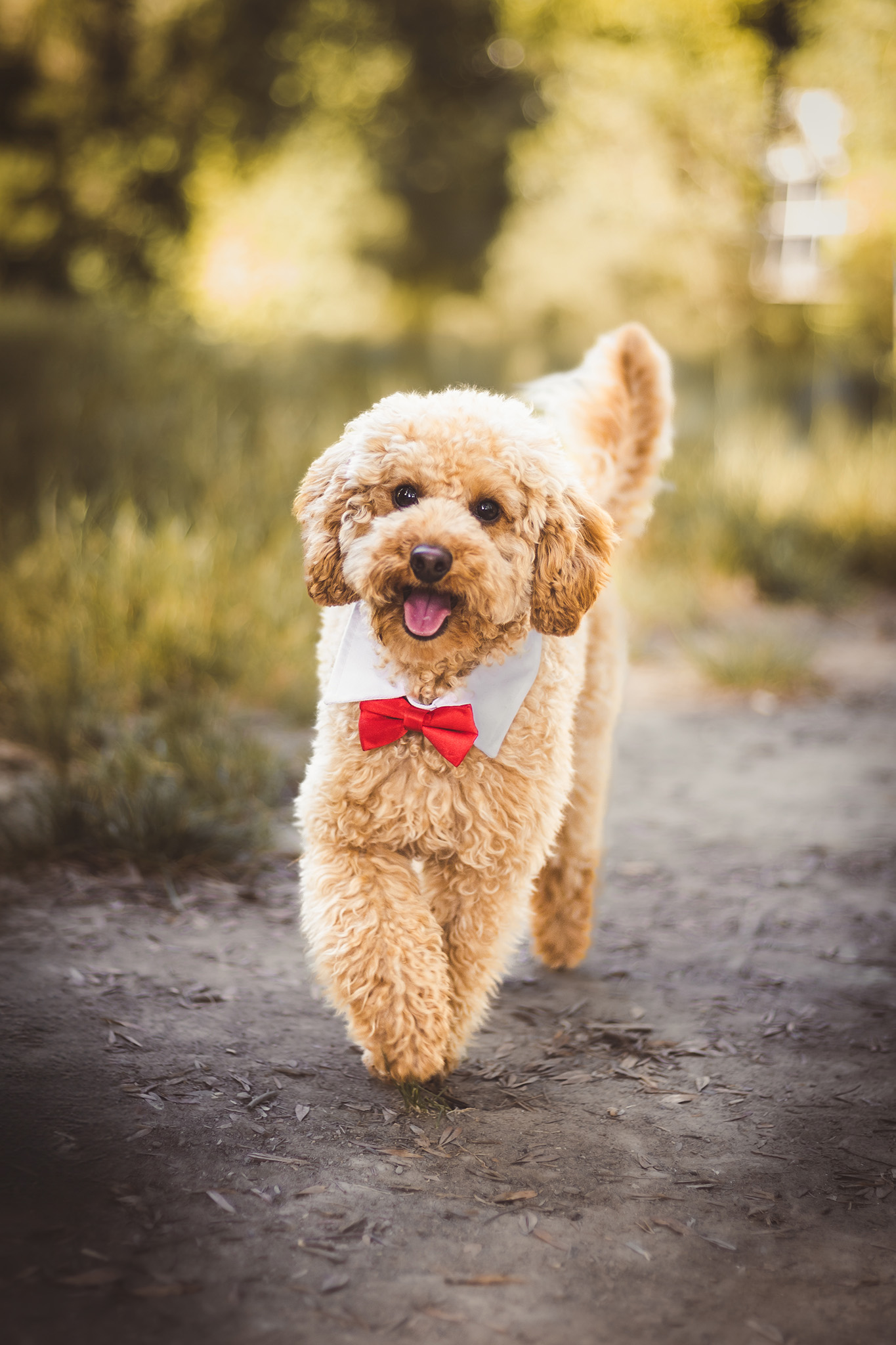 Chien photographié en extérieur avec un noeud rouge