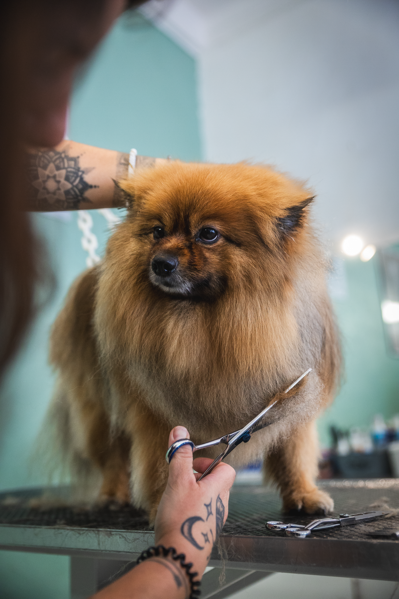 Professionnelle du monde canin avec un chien
